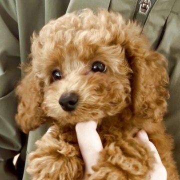 トイプードル(タイニー)【福岡県・女の子・2025年6月12日・レッド】の写真「可愛い女の子！タレ目がチャームポイント」
