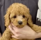 タイニープードル