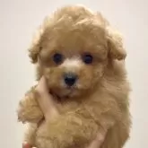 ティーカッププードル【福岡県・男の子・2024年12月29日・アプリコット】の写真1