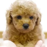 タイニープードル