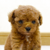 トイプードル(ティーカップ)