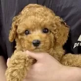 ティーカッププードル
