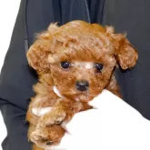 タイニープードル