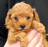 トイプードル(ティーカップ)