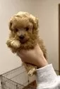 ティーカッププードル【福岡県・男の子・2024年12月29日・アプリコット】の写真8
