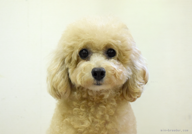 タイニープードル【・女の子・2023年2月14日・クリーム】