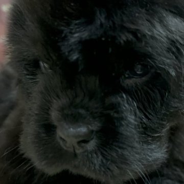 ニューファンドランド【福岡県・男の子・2025年8月22日・ブラック】の写真「漆黒のプリンス　黄色リボンくん」