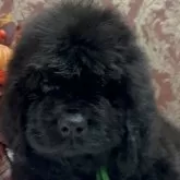 ニューファンドランド