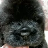 ニューファンドランド