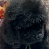 ニューファンドランド【福岡県・男の子・2025年8月22日・ブラック】の写真3