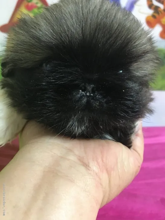 ID：1706-00157の子犬