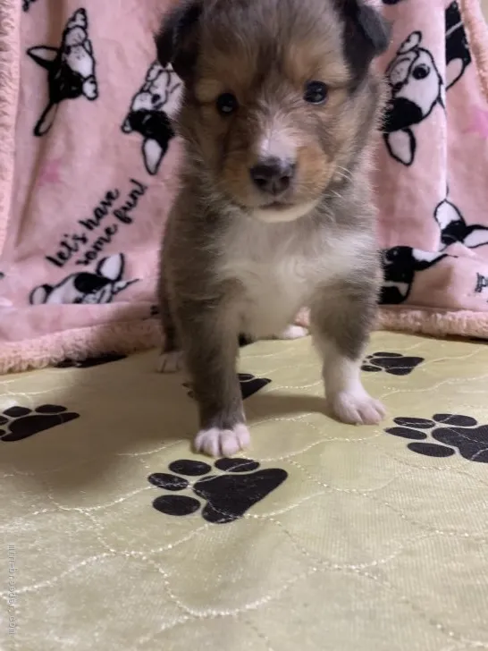 ID：2008-02675の子犬