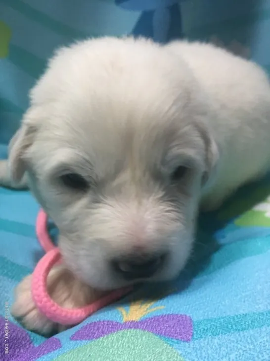 ID:1810-01155の子犬