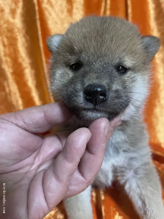 ID:2105-03593の子犬