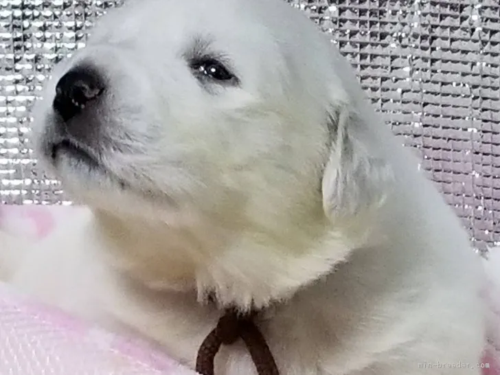 ID:1801-01725の子犬