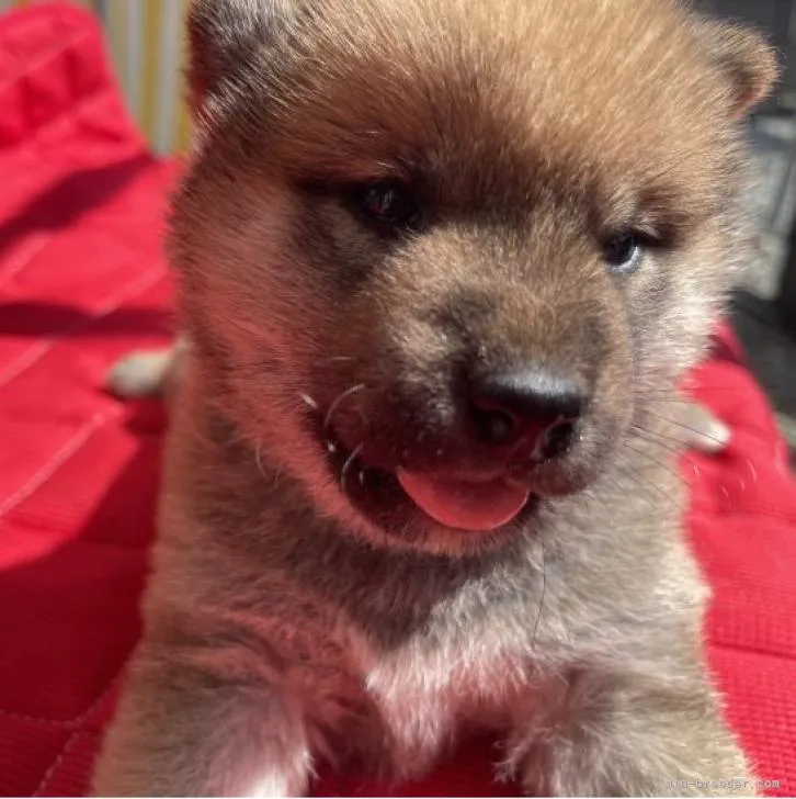 ID：2210-02144の子犬