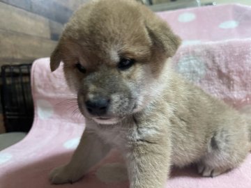 柴犬(標準サイズ)【福岡県・男の子・2021年11月20日・赤】の写真「イケメンくん」