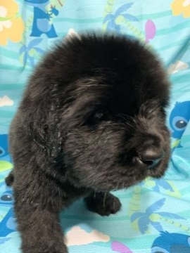 ニューファンドランド【福岡県・男の子・2019年3月4日・ブラック】の写真「大人しい漆黒の王子様」