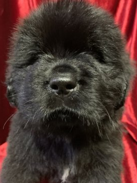 ニューファンドランド【福岡県・男の子・2019年3月4日・ブラック】の写真「胸の少し白毛がチャームポイント紫リボン君💜」