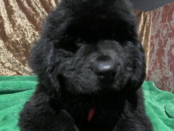 ニューファンドランド【福岡県・女の子・2021年5月23日・ブラック】の写真「漆黒の天使　ぷりっぷりのレッドちゃん」