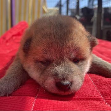 柴犬(標準サイズ)【福岡県・男の子・2022年10月1日・赤】の写真「おっとりした男の子」