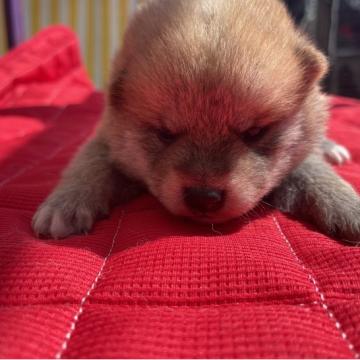 柴犬(標準サイズ)【福岡県・男の子・2022年8月29日・赤】の写真「一人息子」