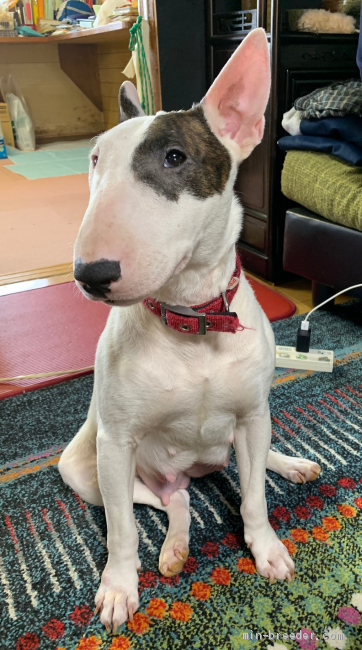 渡辺　明美(わたなべ　あけみ)ブリーダー(福島県・ミニチュアブルテリア・JKC登録)の紹介写真2