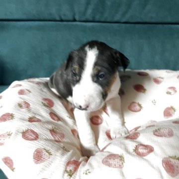 ミニチュアブルテリア【福島県・女の子・2025年9月18日・トライカラー】の写真「元気いっぱいヤンチャな子です。」