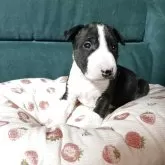 ミニチュアブルテリア