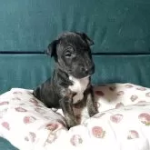 ミニチュアブルテリア【福島県・女の子・2025年9月18日・ブラック&ホワイト】の写真1