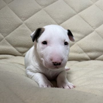 ミニチュアブルテリア【福島県・男の子・2023年1月8日・ホワイト&マーキング】の写真「稀少価値の高い犬種です。」