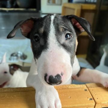 ミニチュアブルテリア【福島県・男の子・2022年4月27日・ブラックタン&ホワイト】の写真「食いしん坊＆甘えん坊」