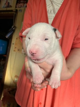 ミニチュアブルテリア【福島県・男の子・2022年4月10日・ホワイト&左耳マーキング】の写真「穏やかな性格。我が家の白くま君です。」