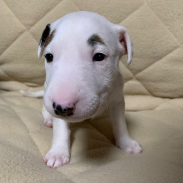 ミニチュアブルテリア【福島県・女の子・2022年4月27日・ホワイト&右耳マーキング】の写真「両方眉毛がチャームポイント」