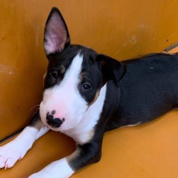 ミニチュアブルテリア【福島県・男の子・2022年4月10日・トライカラー】の写真「食欲旺盛！すくすく成長中です。」