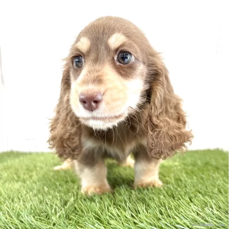 あんころ 様のお迎えした子犬