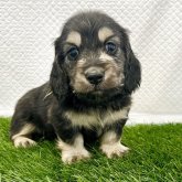 ミニチュアダックスフンド(ロング)