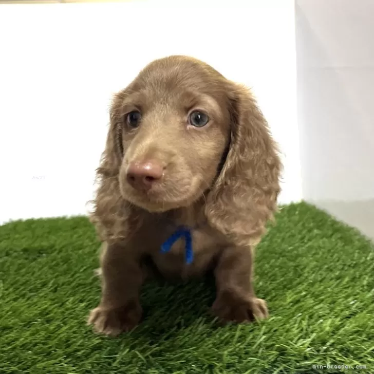 ID：2410-01635の子犬