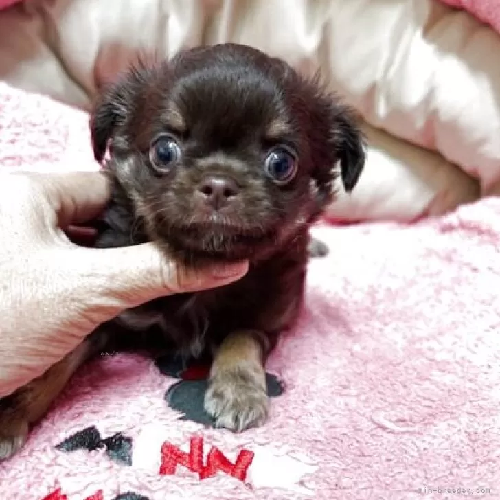 ID：2508-08707の子犬