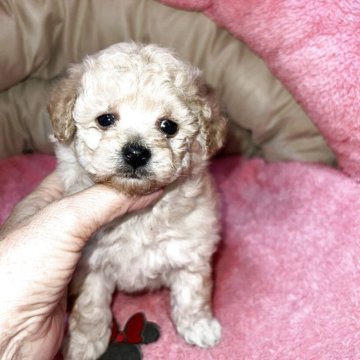 ビションプー(トイプードル×ビションフリーゼ)【沖縄県・男の子・2025年9月21日・クリーム】の写真「可愛い男の子です。」