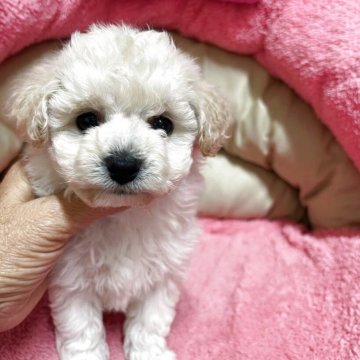 ビションプー(トイプードル×ビションフリーゼ)【沖縄県・男の子・2025年10月21日・クリーム】の写真「まん丸お目目が可愛い男の子」