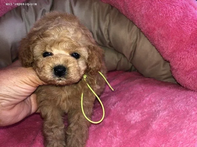 ID：2009-00644の子犬