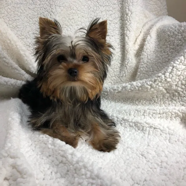 ID：2011-03501の子犬