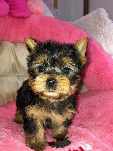 ID:2005-03577の子犬