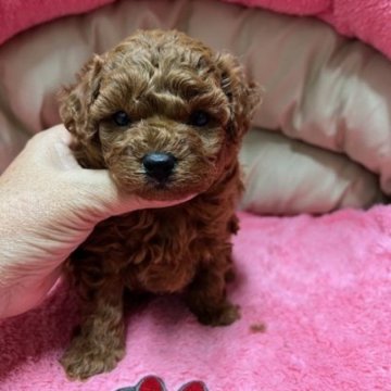 トイプードル(トイ)【沖縄県・男の子・2024年5月20日・レッド】の写真「デカプー君です((´∀｀*))ヶﾗヶﾗ」
