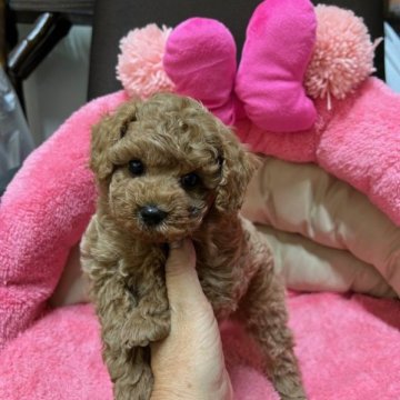 トイプードル(トイ)【沖縄県・男の子・2023年7月5日・可愛い男の子】の写真「毛質の良い可愛い男の子です。」