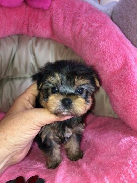 ヨークシャーテリア【沖縄県・男の子・2020年3月31日・スチールブルータン】の写真「丸顔の可愛い男の子です。」