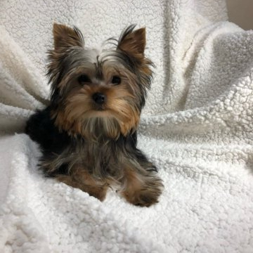 ヨークシャーテリア【沖縄県・女の子・2020年9月25日・スチールブルータン】の写真「真ん丸なお目目が可愛い子です。」