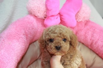 トイプードル(トイ)【沖縄県・男の子・2021年1月13日・アプリ】の写真「まん丸なお目めが可愛い男の子です。」