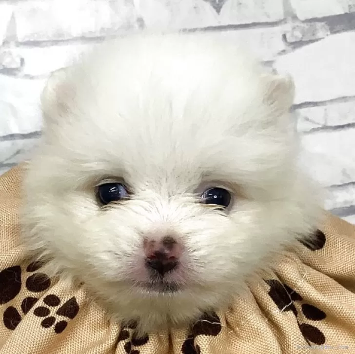 おつきみ 様のお迎えした子犬